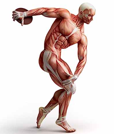 Muscle | Transform Gym